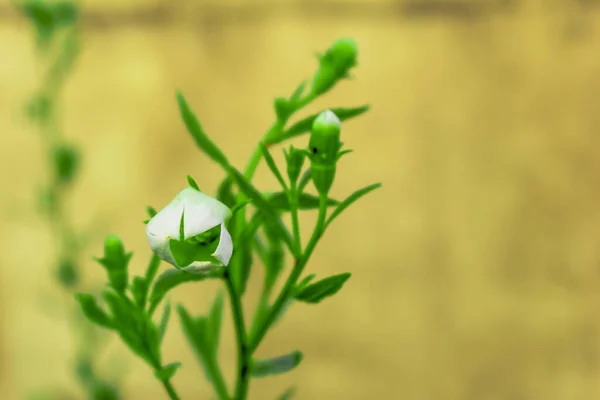 Flor Branca Meu Jardim Com Sclick Planta Por Mim Fundo — Fotografia de Stock