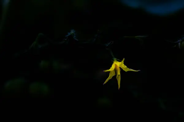 Flor Amarela Meu Jardim Com Plantas Clique Por Mim Fundo — Fotografia de Stock