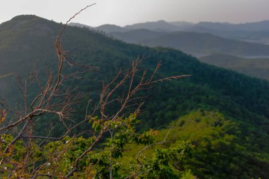 Ormana git ve bunu oraya götür. Bu ormanda güzellik görüyorum.