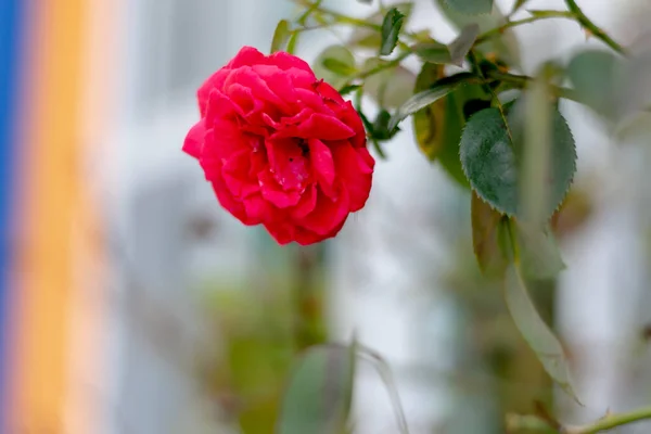 One Red Rose Tree Garden Branch — Stock Photo, Image