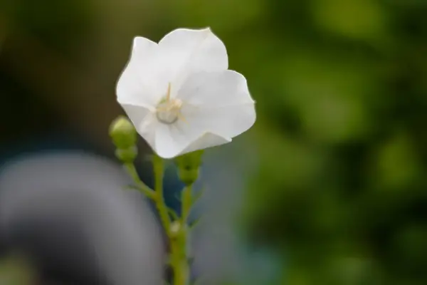 Uma Flor Pequena Com Flores Unbloomed Branco — Fotografia de Stock