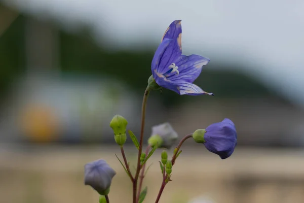 Uma Flor Jardim Flor Outros Botões Muitos Botões Flor — Fotografia de Stock