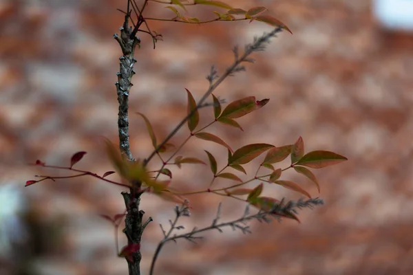 Małe Drzewo Liśćmi Gałęziami Bez Liści — Zdjęcie stockowe