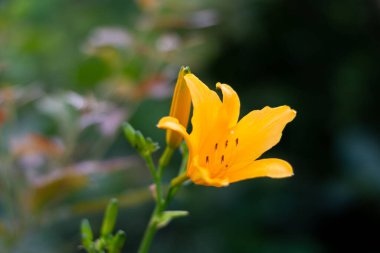 Tomurcukları olan bir çiçek yanımdan geçip gider