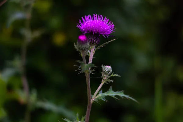 Flower Purple Sticks Top Flower — Stock Photo, Image