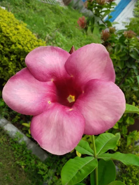 Kwiat Roå Lina Vadodara Gujarat Indie — Zdjęcie stockowe