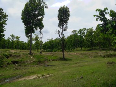 Pavagadh Champaner Gujarat Hindistan 'dan orman ve dağ