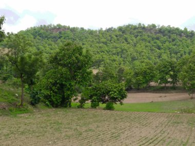 Orman tepeleri ve dağlar