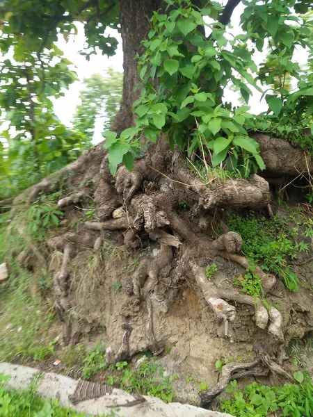 Hutan Bukit Dan Pegunungan — Stok Foto