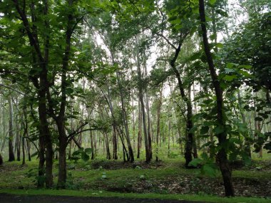 Orman tepeleri ve dağlar