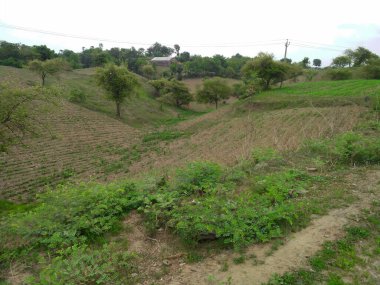 Vadodara Gujarat Hindistan 'dan orman tepeleri ve dağlar