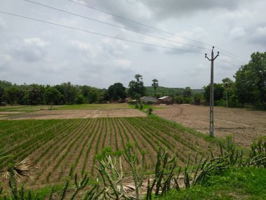 Orman tepesi ve dağ