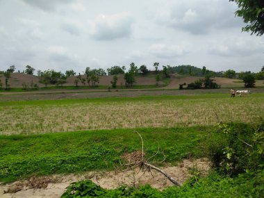 Orman tepeleri ve dağlar