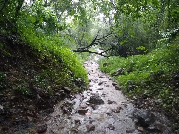 Waldhügel Und Fluss — Stockfoto