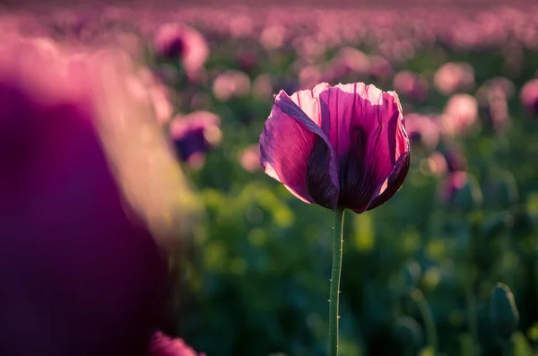 Purple poppy (breadseed poppy) flower in field