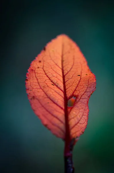 Red alder leaf isolated on dark green background