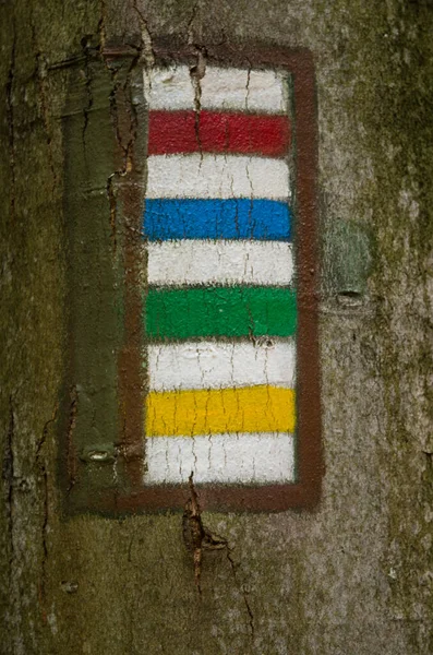 All four colors of tourist mark on the tree in Czech Republic