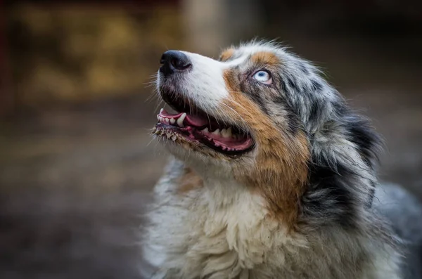 Portrait of dog breed Australian Shepherd