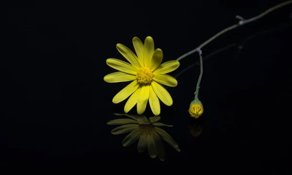 Uma Borboleta Alimentando Dandelioon Cacho — Fotografia de Stock