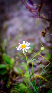 Papatya çayı ve arka planda bulanık yeşil çimenler.