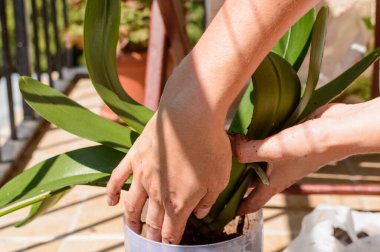 Bir orkideyi nakletmek ve köklerini bir terasta elle işlemek. Bahçe işleri.