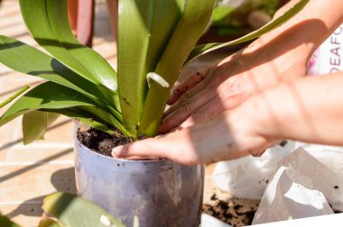 Bir orkideyi nakletmek ve köklerini bir terasta elle işlemek. Bahçe işleri.