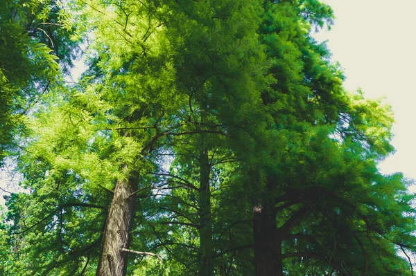Piękny Widok Malowniczy Las Świeżych Zielonych Drzew Ogromnym Bujnym Liści — Zdjęcie stockowe