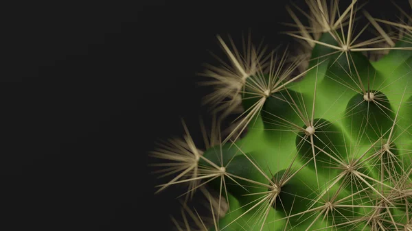 Realistico Rendering Cactus Verde Con Aghi Sfondo Nero Vista Dall — Foto Stock