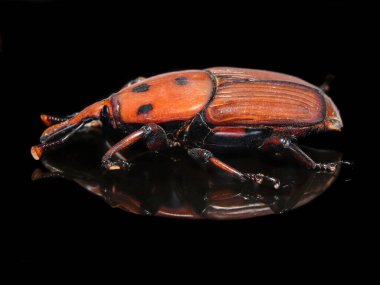 Palm Weevil (Rhynchophourus ferruigineus) stok fotoğrafı