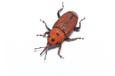 Palm Weevil (Rhynchophourus ferruigineus) stok fotoğrafı