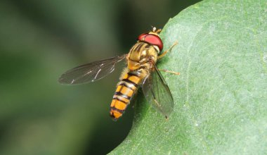 Meraklı Lymantriidae güve yakın çekim stok fotoğrafı