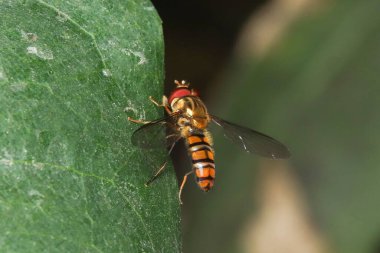 Meraklı Lymantriidae güve yakın çekim stok fotoğrafı