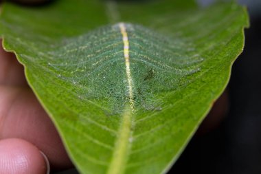 Mango Baron Tırtıl (Euthalia aconthea) yakın çekim