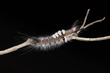 Daldaki tuhaf Lymantriidae larvaları