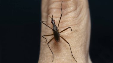 Kaktüs Sinekleri (Neriidae) arka görünümü
