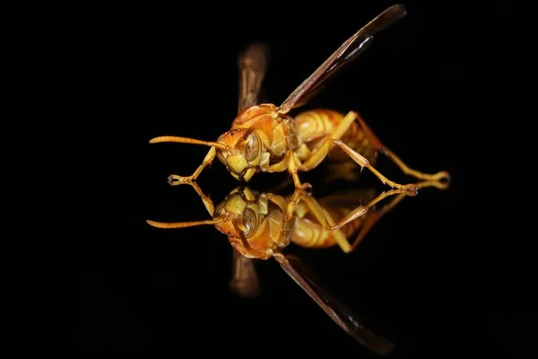 Yellow Indian Wasp Reflection Glass — Stock Photo, Image