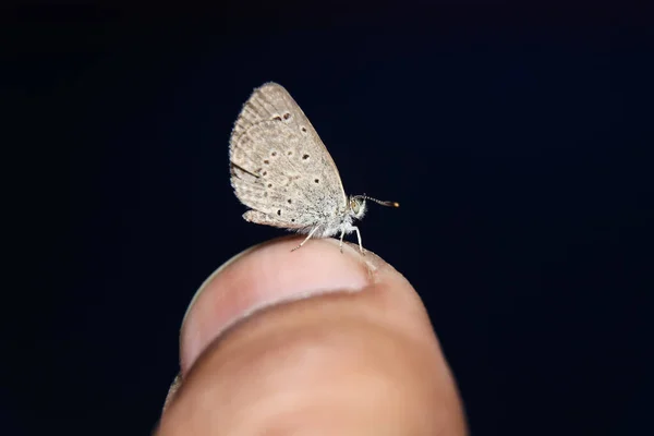 Mindre Gräs Blå Fjäril Zizina Otis Fingret — Stockfoto