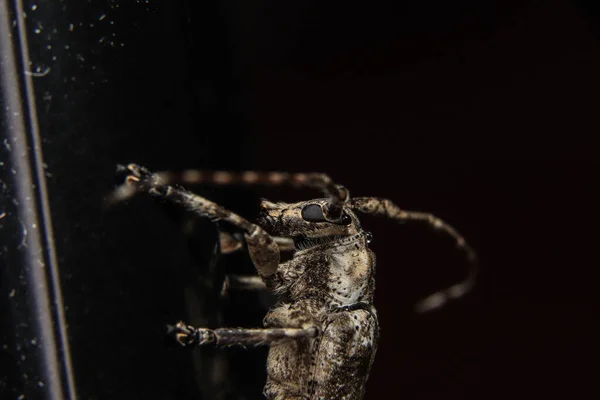 斑点のある松のソーヤー Monchamus Scutellatus Scutellatus の閉鎖 — ストック写真