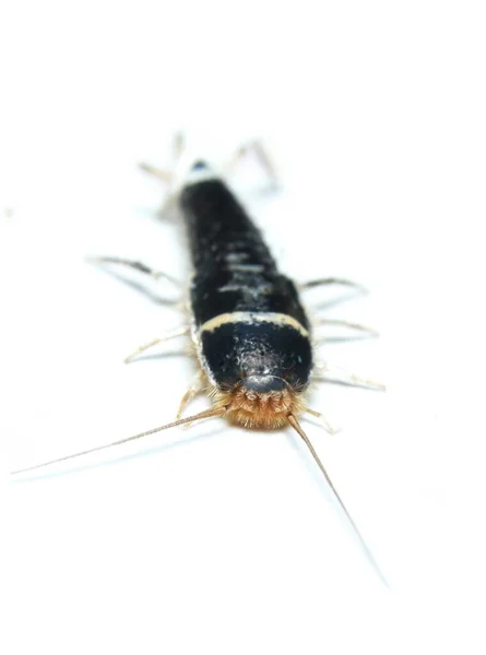 Silverfish Lepisma Saccharina Vue Dessus — Photo