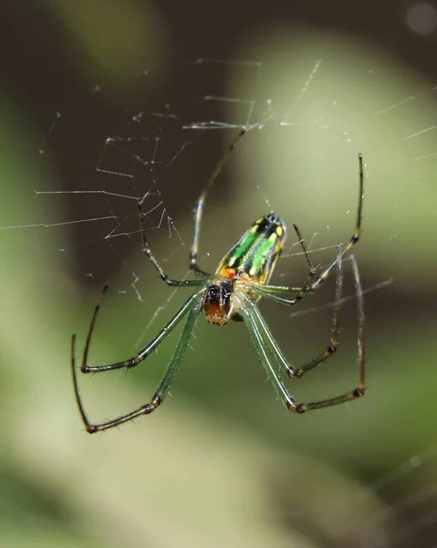 Gyümölcsös Weaver Leucauge Undulata Hálóján — Stock Fotó