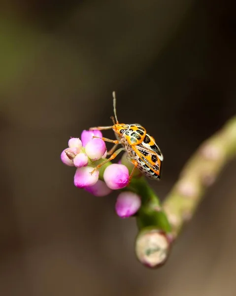 Nymphs Stinkbugs Juvenile Hemipterans Branch — стоковое фото