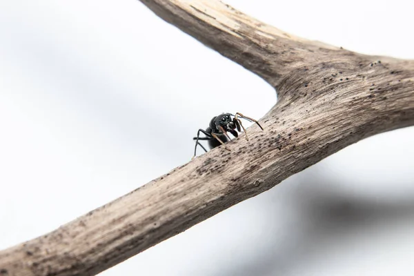 蚂蚁模仿跳跃蜘蛛 Myrmarachne Japonica 在树枝上 — 图库照片
