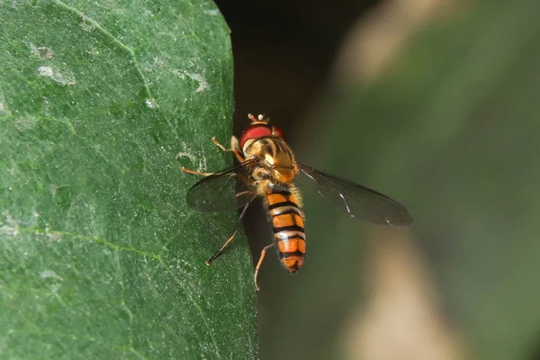 Nyfiken Lymantriidae Mal Närbild Stock Foto — Stockfoto