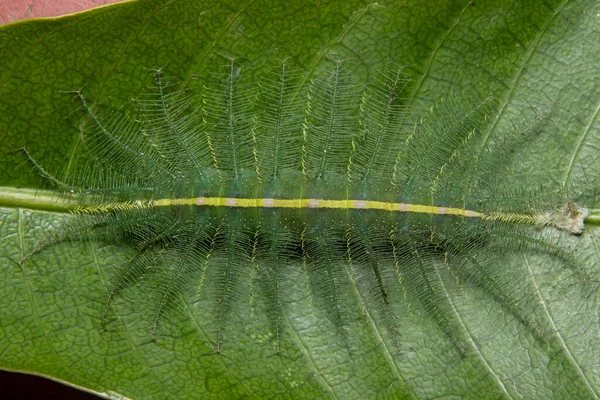 Mangue Baron Chenille Euthalia Aconthea — Photo