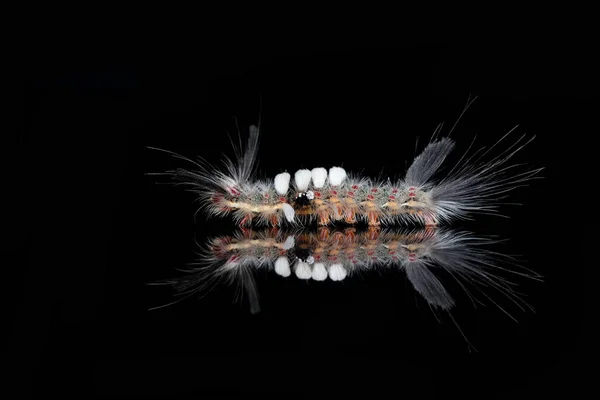 Curieux Réflexion Des Larves Lymantriidae — Photo