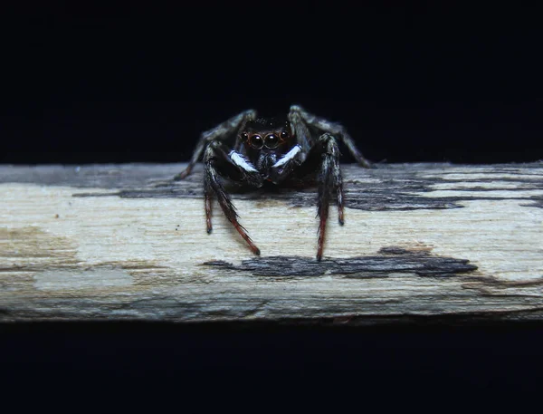 Springende Spinne Hasarius Adansoni Auf Einem Ast — Stockfoto