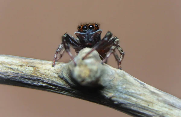 跳跃蜘蛛 Hasarius Adansoni 的眼睛 — 图库照片