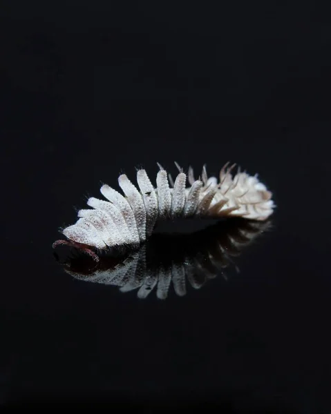 Hirudisoma Millipede Fotosession — Stockfoto