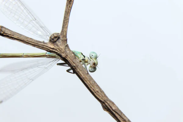 Damselflies Ifcura Senegalensis Branch — стоковое фото