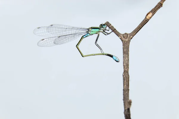 枝先にダマセルフリス イシュヌラSenegalensis — ストック写真